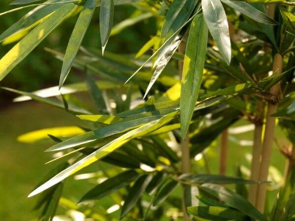 kunst-bambus