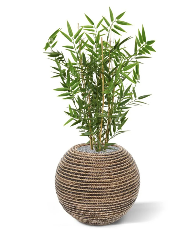 Japanin bambu UV-suojalla
