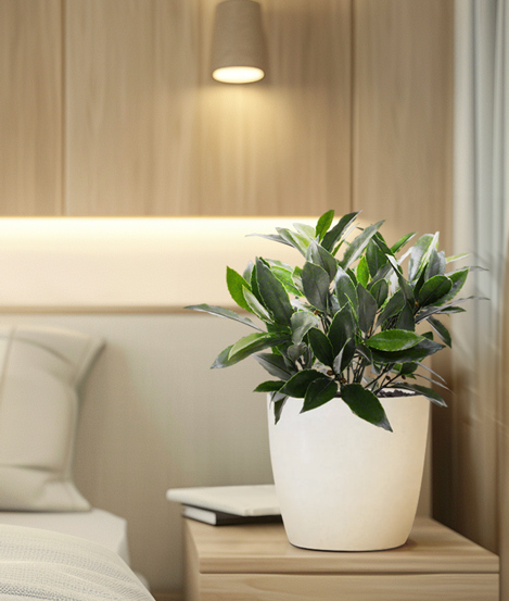Quality decor plants for boats
