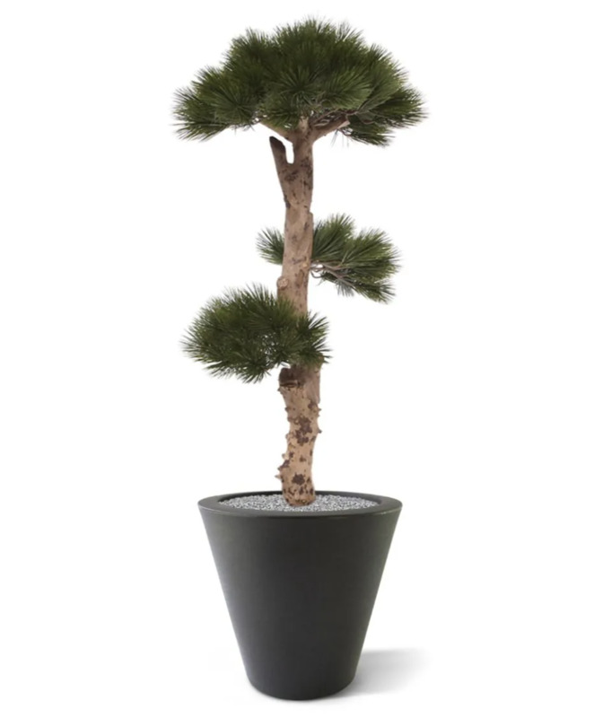 Sosna Bonsai drzewko UV