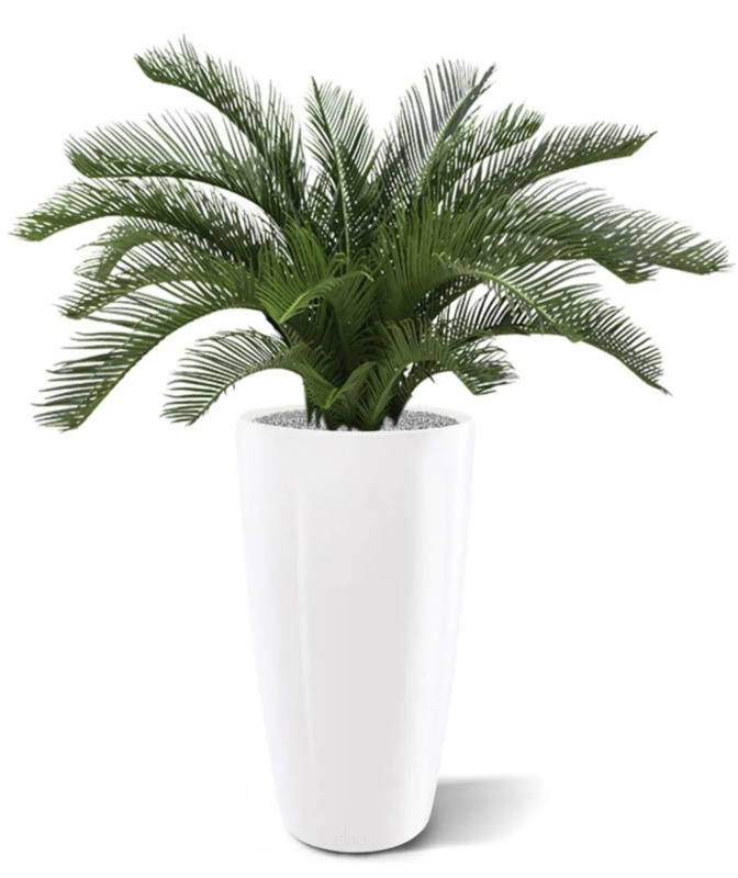 Cycas Palm UV