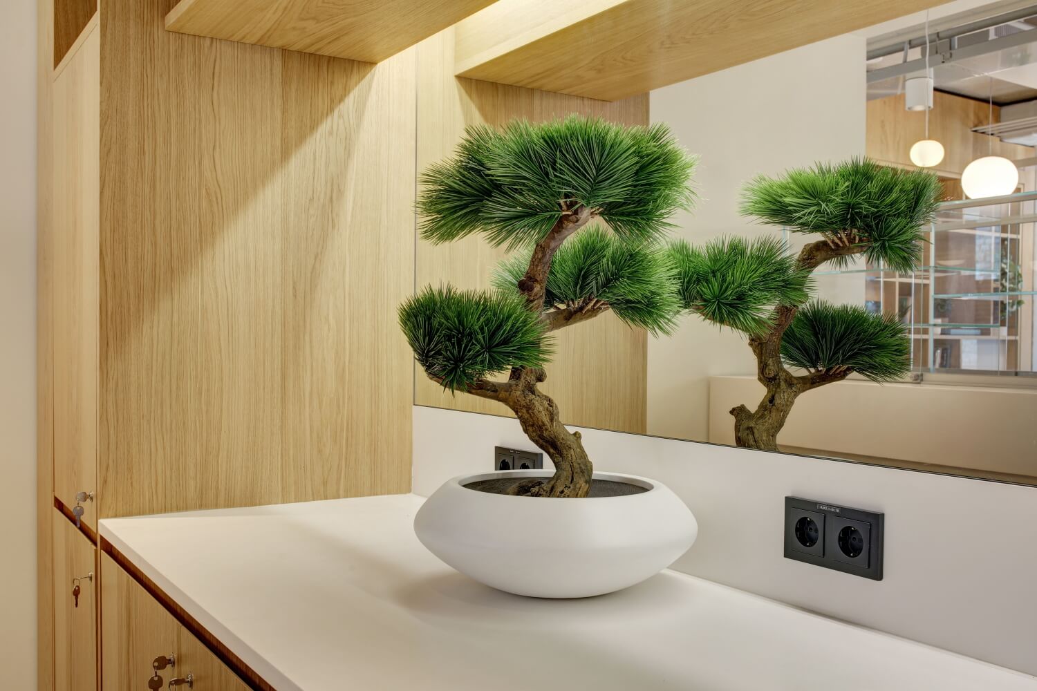 piinia bonsai