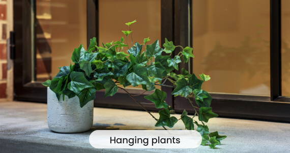 Hanging plants