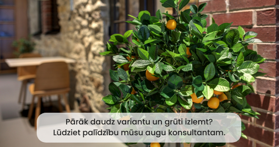 Piekaramie augi