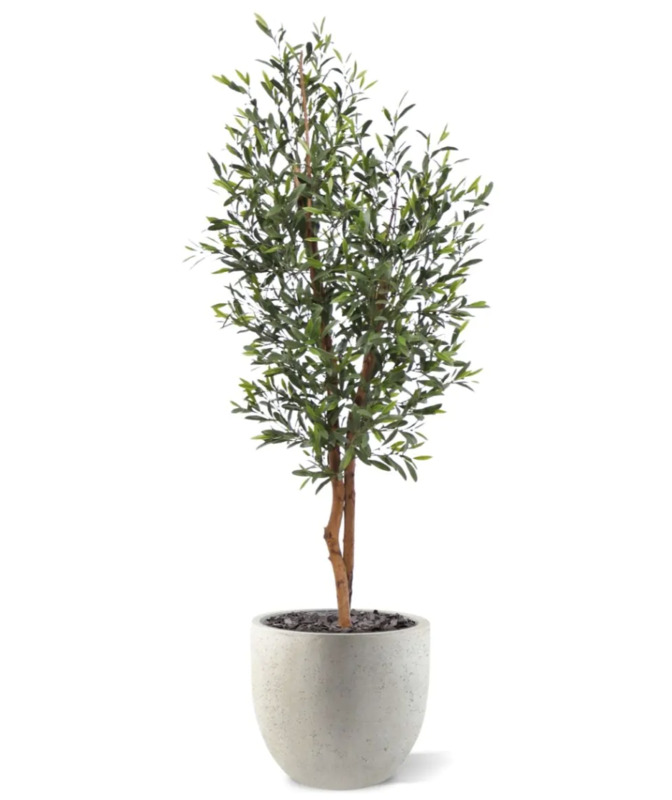 Oliveira UV