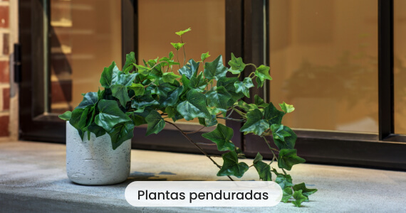 Plantas penduradas