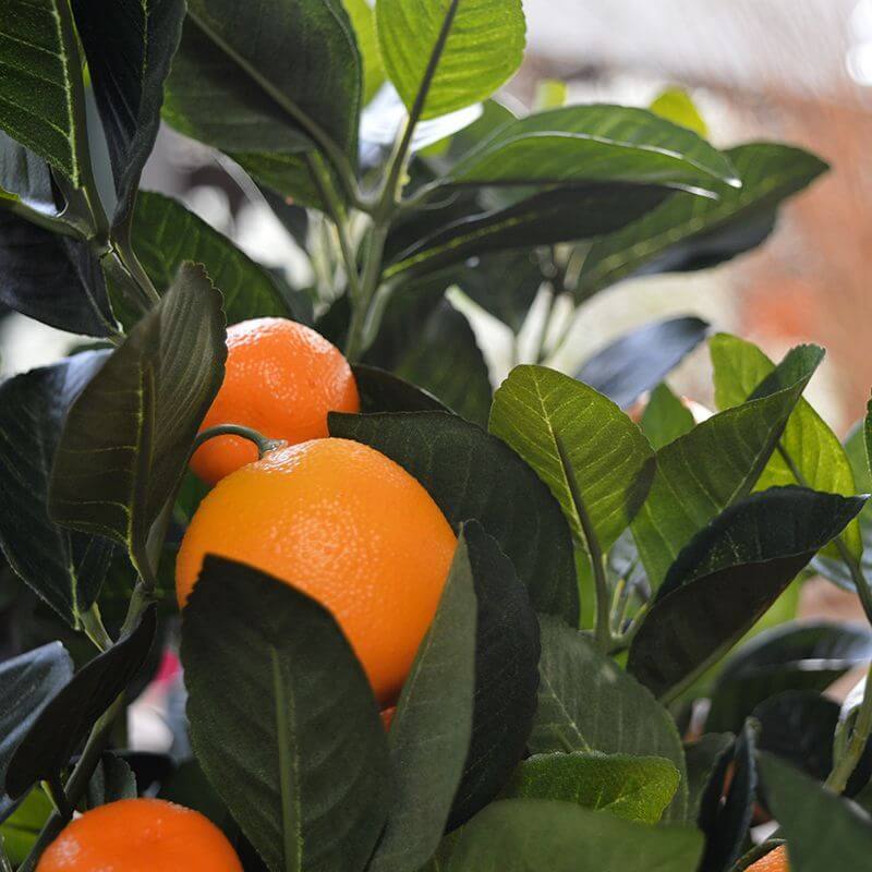 apelsinipuu bonsai müük