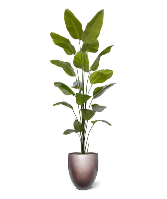 Paradijsvogelbloem