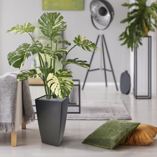 Plantas de baixa manutenção para a Airbnb