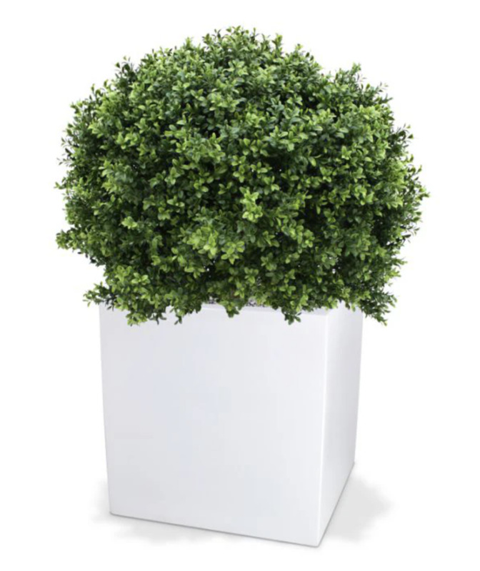 Bola Boxwood UV