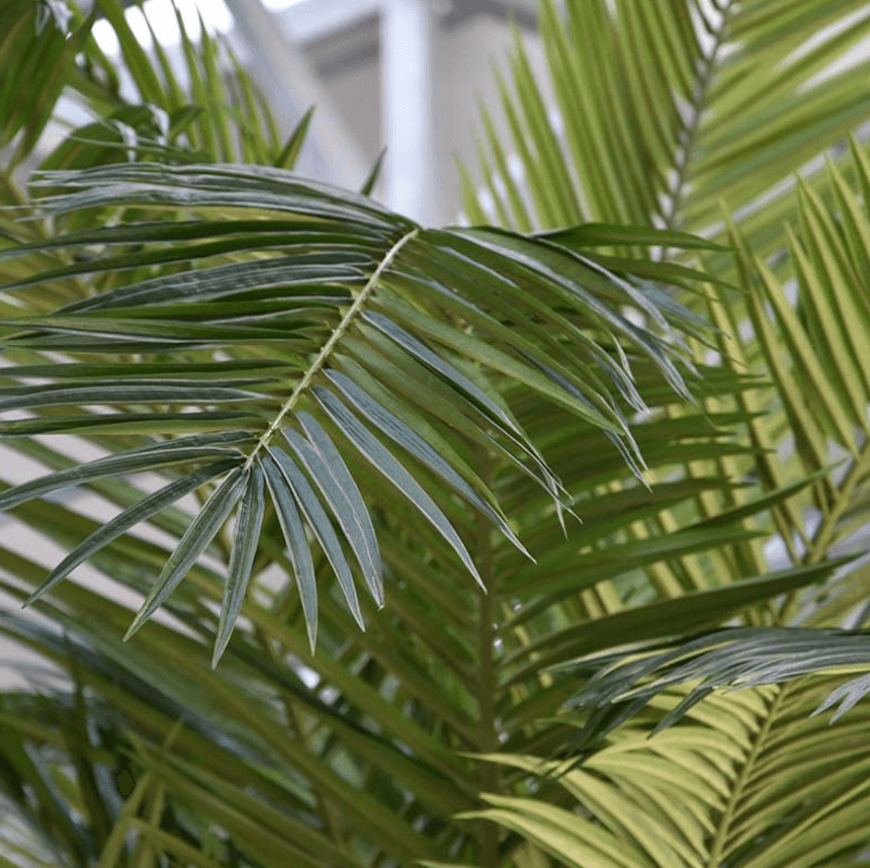 hiigelsuur kunstpalm