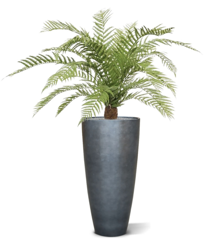 Alsophillia Fern UV