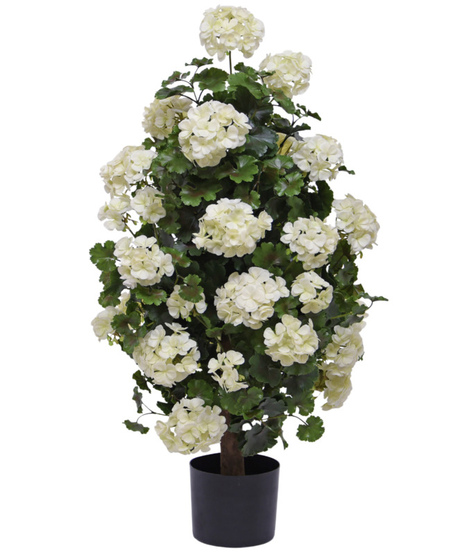 Geranium UV