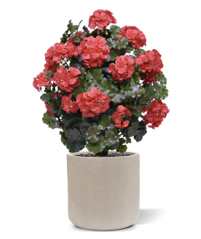 Pelargonia