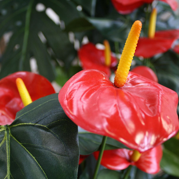 Flamingonkukka