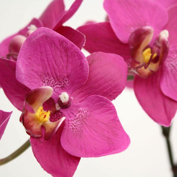 artificial orchid