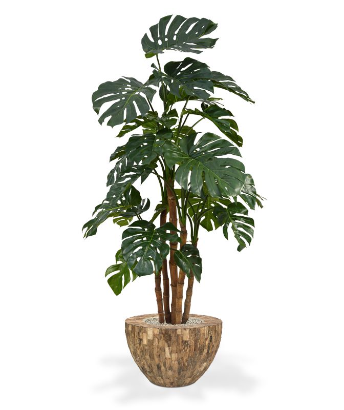 Kunst-monstera