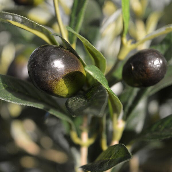 oliivipuu