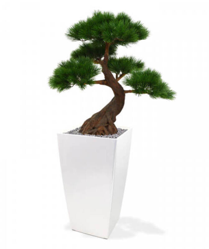 Pinus Bonsai (85 cm)