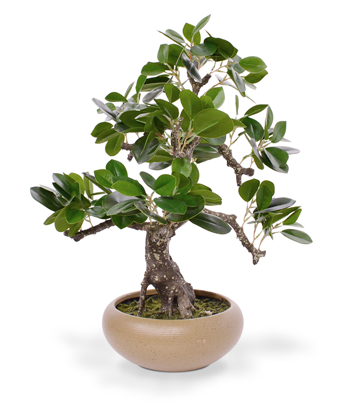 Viigipuu bonsai