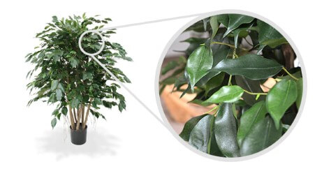 ficus