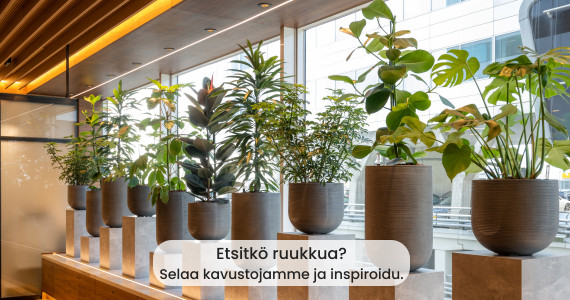 Tekokasveja ainutlaatuisessa pyöreässä ruukussa