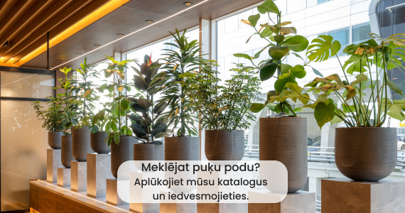 Mākslīgie augi unikālā apaļā podā