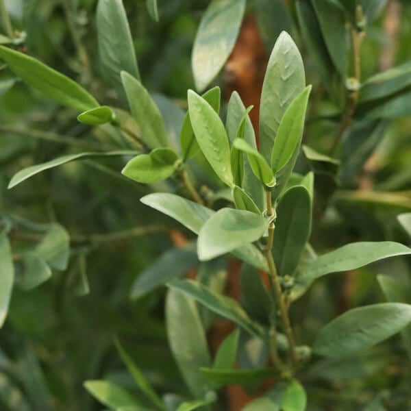 kunst-oliivipuu õue