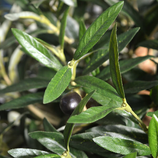 oliivipuu