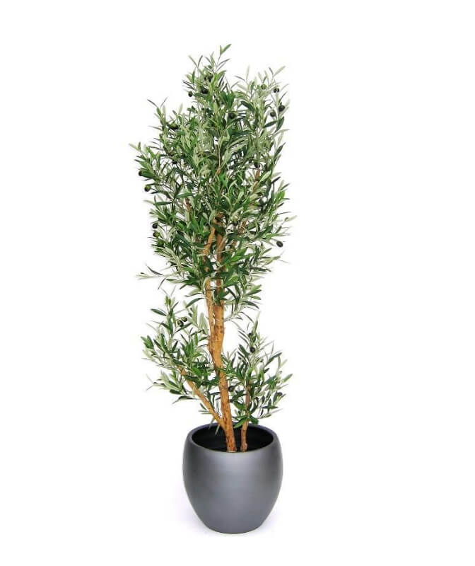 Olive tree