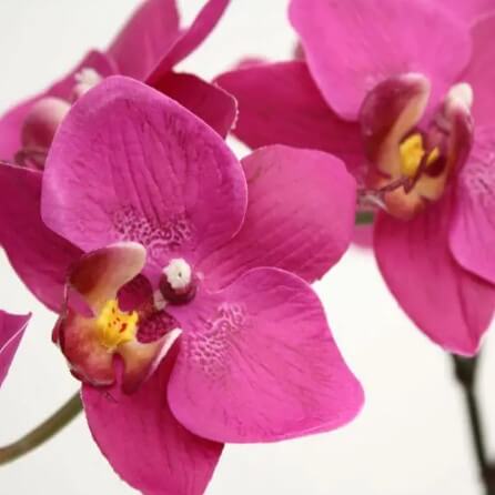 orchid