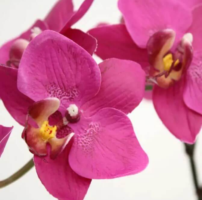 orchideja