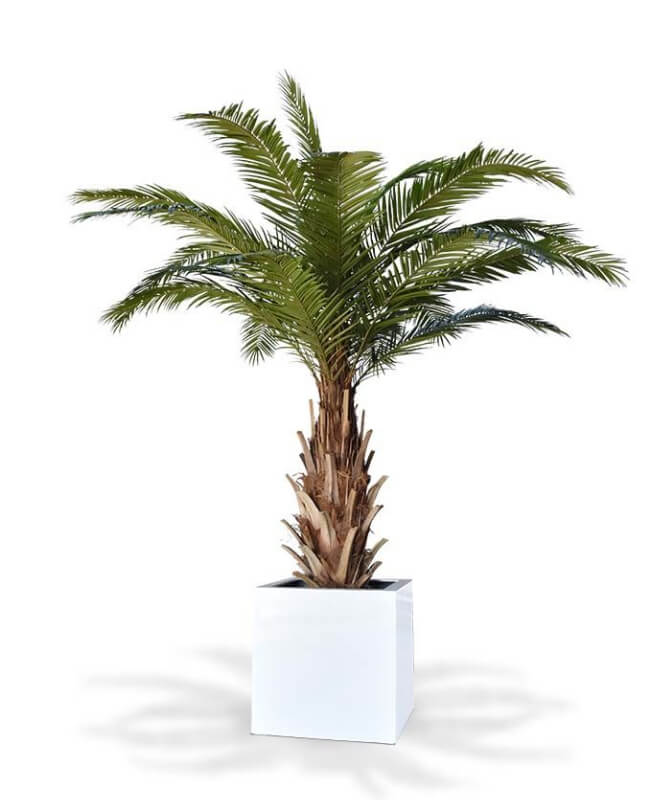 Eksotiska mākslīgā Kanāriju salu palma baltā podiņā
