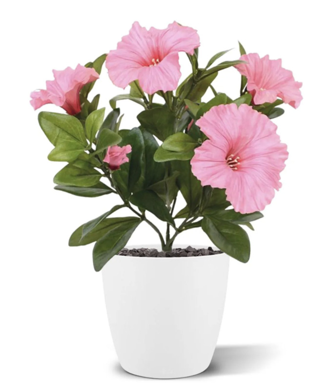 Petunia